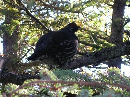 Bird in a tree